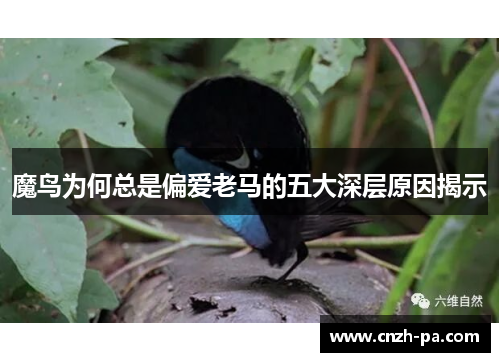 魔鸟为何总是偏爱老马的五大深层原因揭示